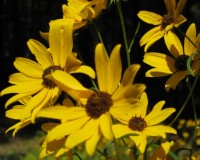 helianthus angustifolia 6.jpg